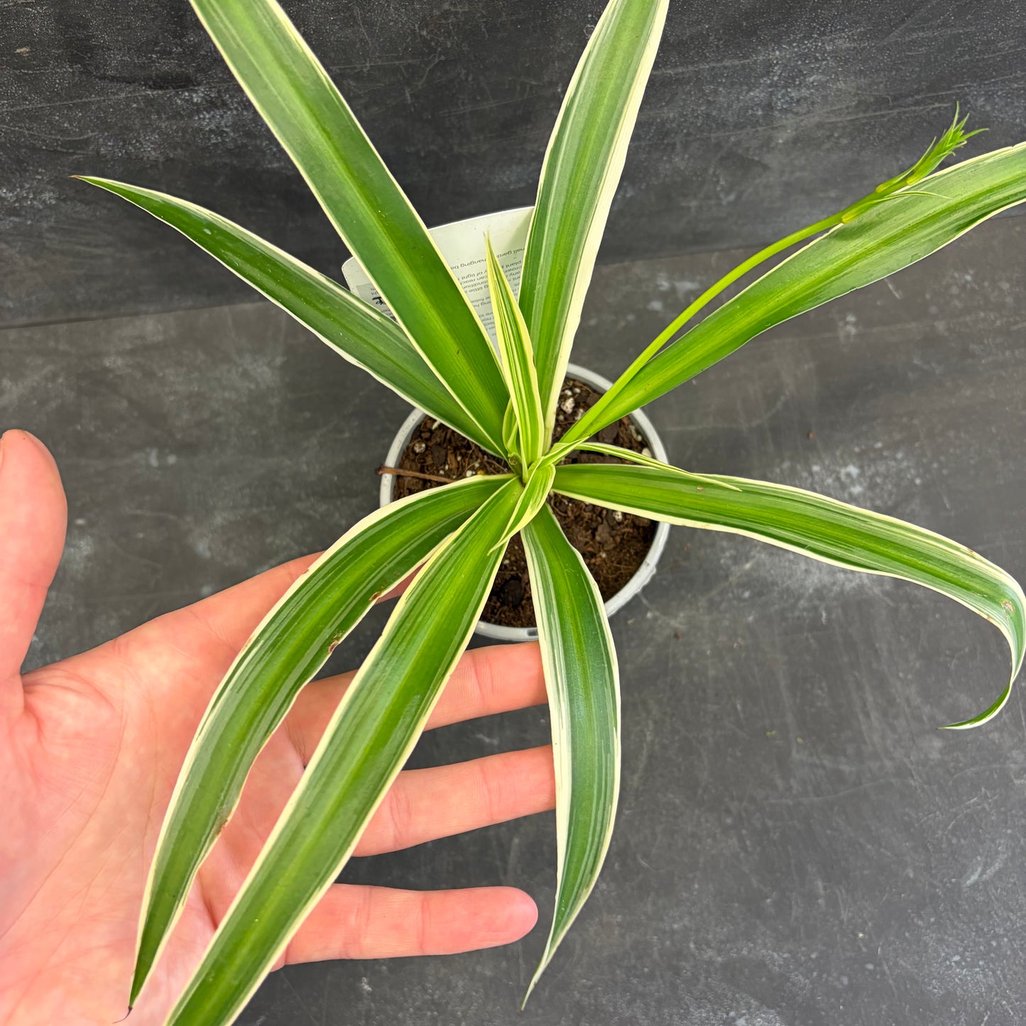 Variegated Spider Plant 105mm