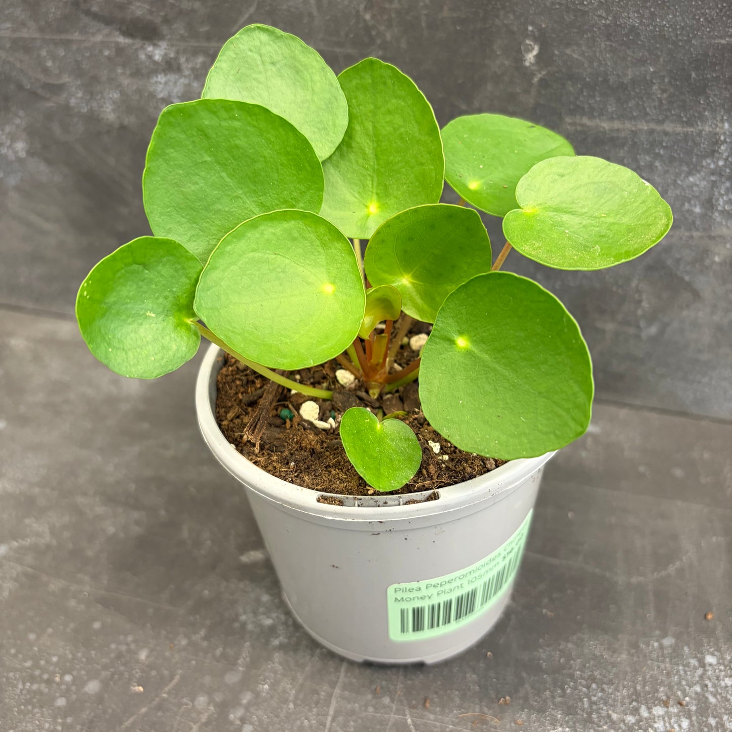 Pilea Peperomioides Chinese Money Plant 105mm
