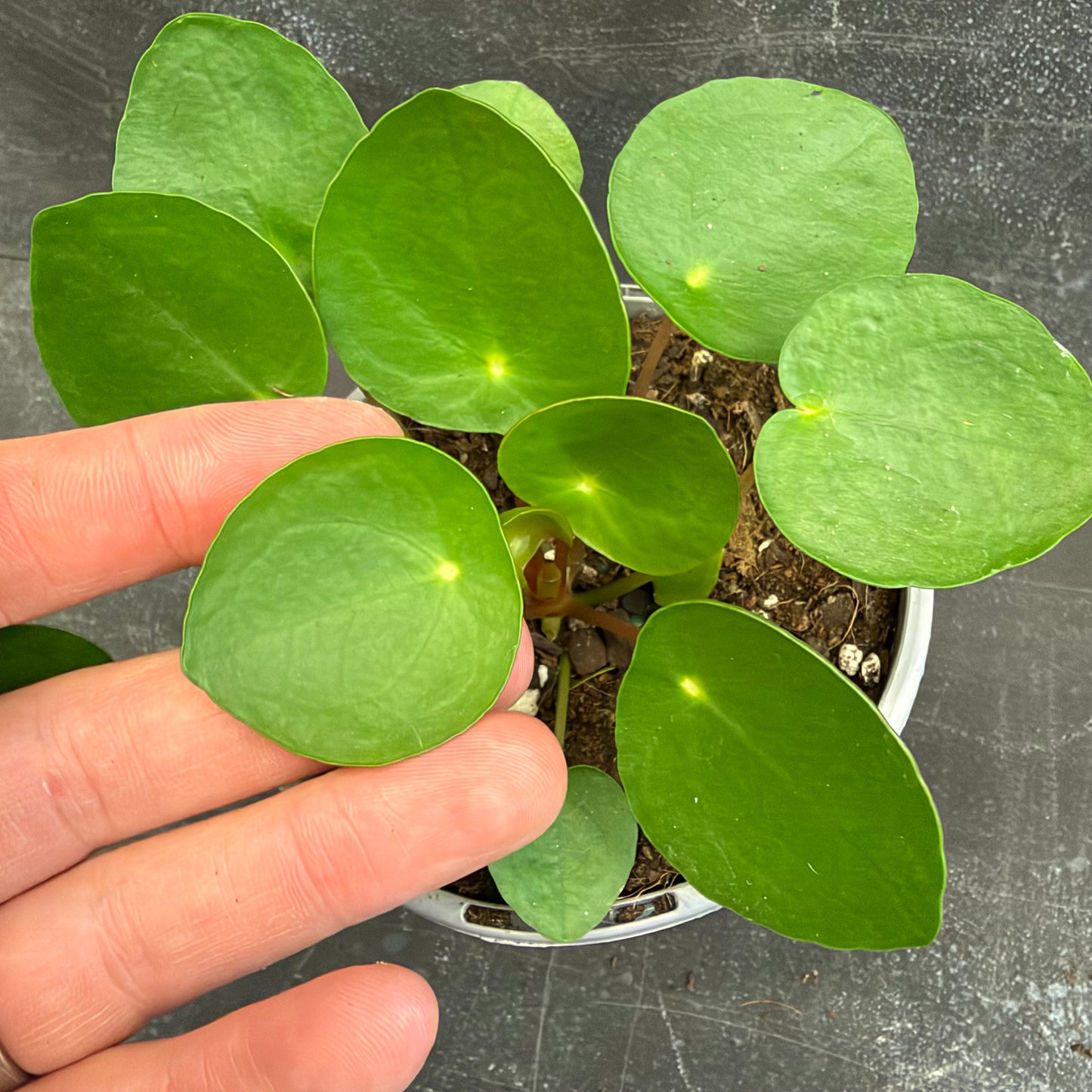 Pilea Peperomioides Chinese Money Plant 105mm