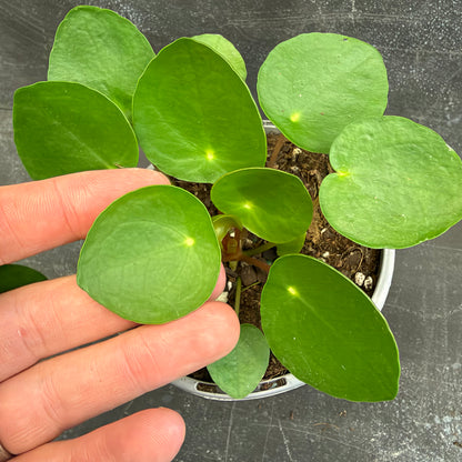 Pilea Peperomioides Chinese Money Plant 105mm