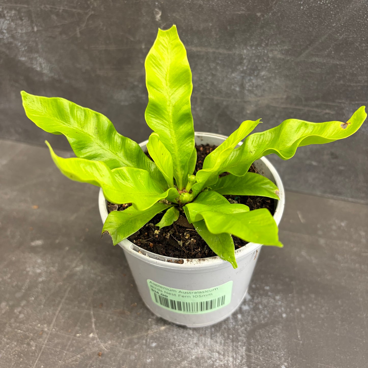 Asplenium Australasicum Birds Nest Fern 105mm