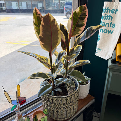 Ficus Elastica Tineke 250mm