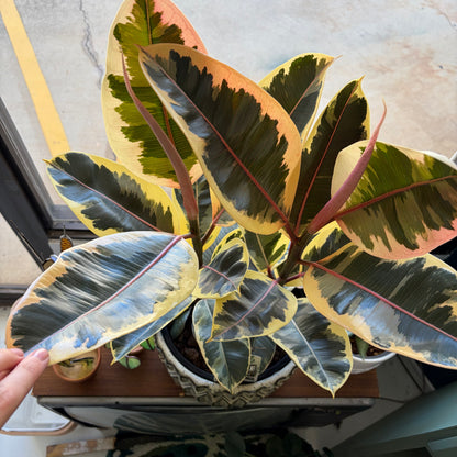 Ficus Elastica Tineke 250mm