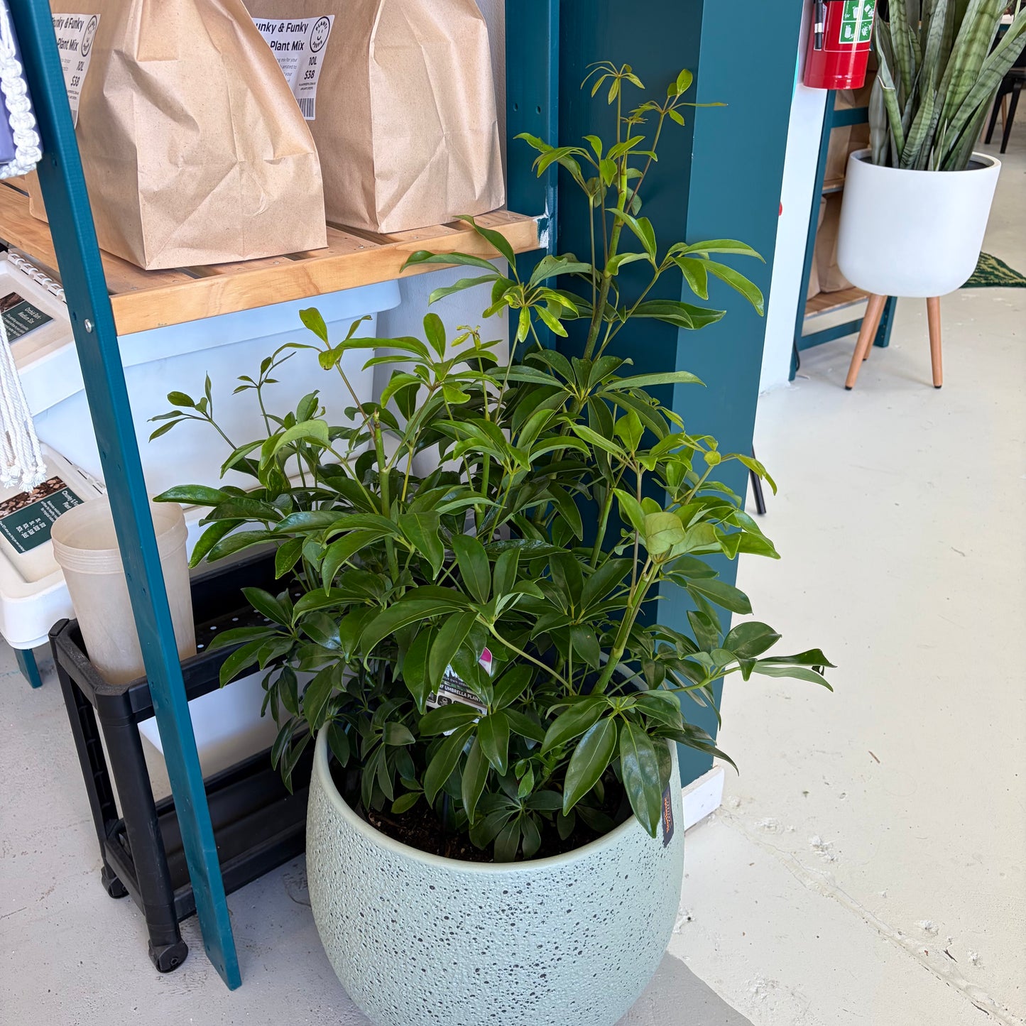 Schefflera Arboricola Dwarf Umbrella Tree 300mm