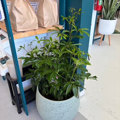 Schefflera Arboricola Dwarf Umbrella Tree 300mm