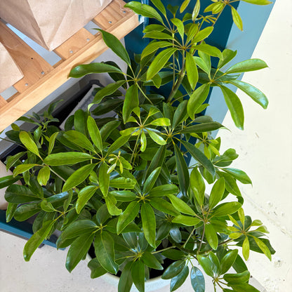 Schefflera Arboricola Dwarf Umbrella Tree 300mm
