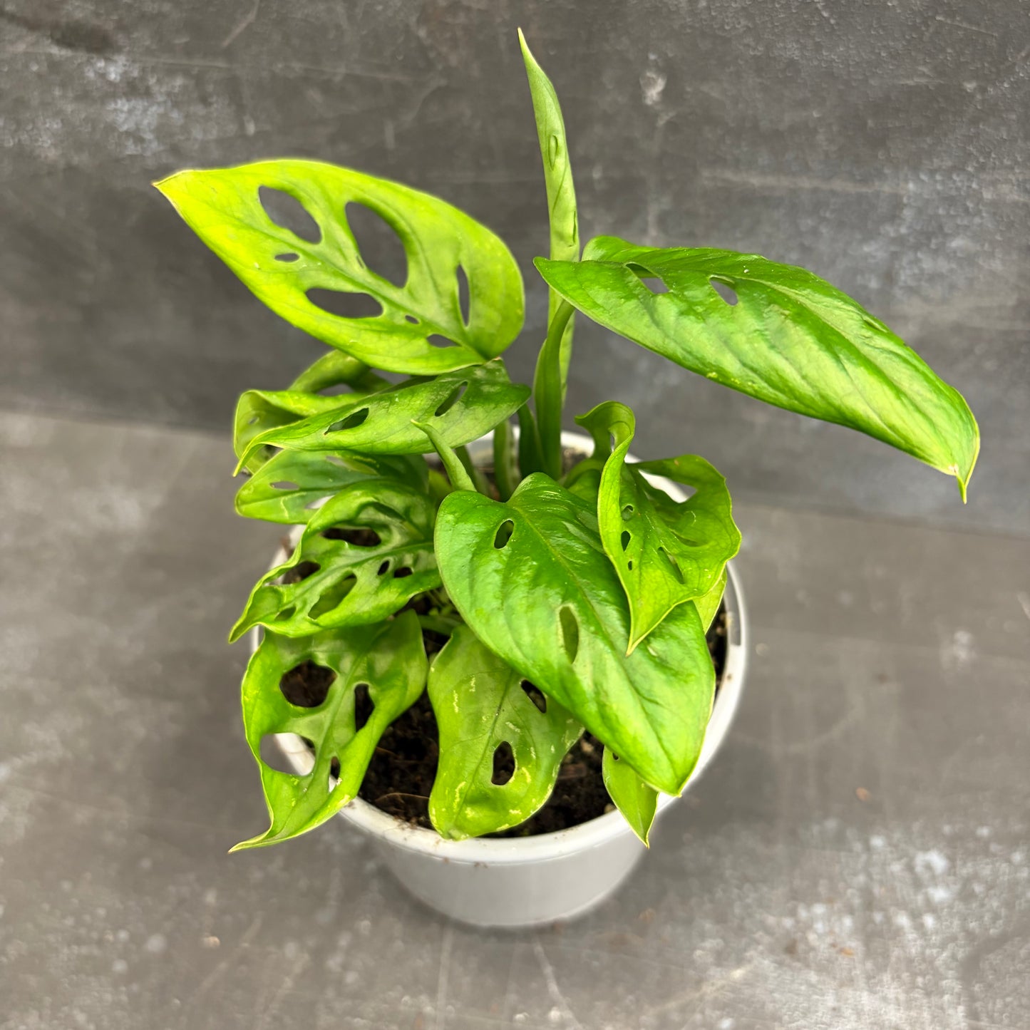 Monstera Adansonii Monkey Mask 105mm
