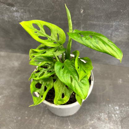 Monstera Adansonii Monkey Mask 105mm