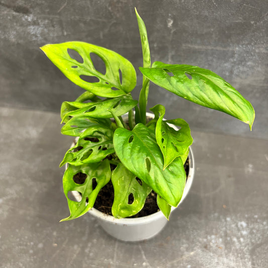 Monstera Adansonii Monkey Mask 105mm