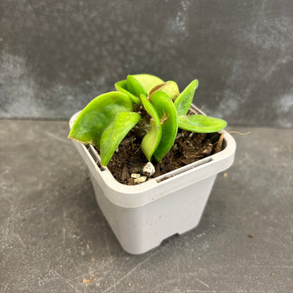 Hoya Carnosa Rope 70mm - SECRET SALE!