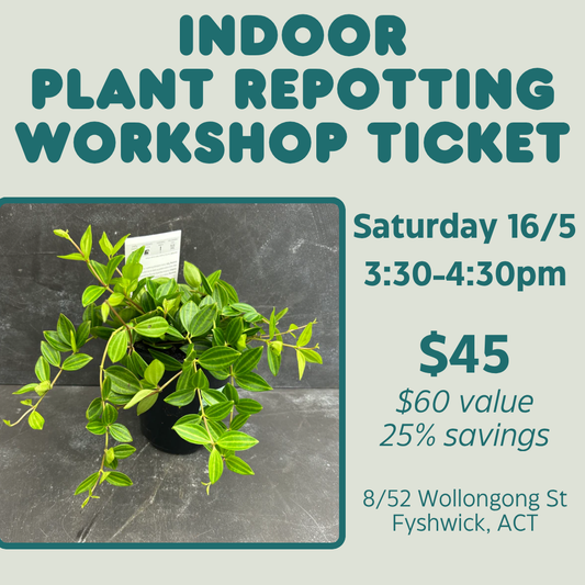 Indoor Plant Repotting Workshop Ticket - Saturday 16/5