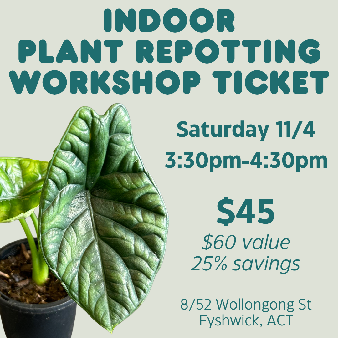 Indoor Plant Repotting Workshop Ticket - Saturday 11/4