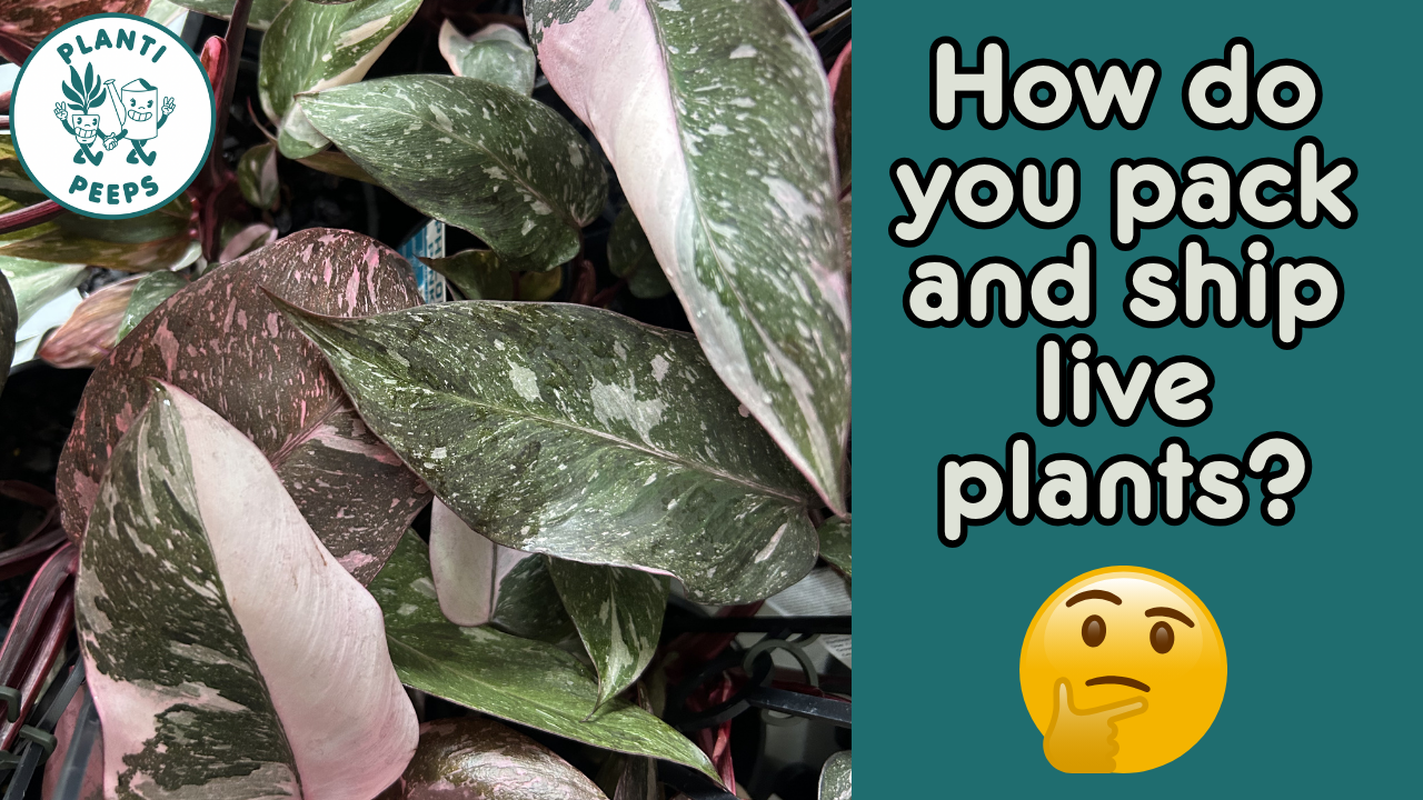 Load video: Planti Peeps Planti Penpal welcome video for indoor plant lovers and houseplant collectors