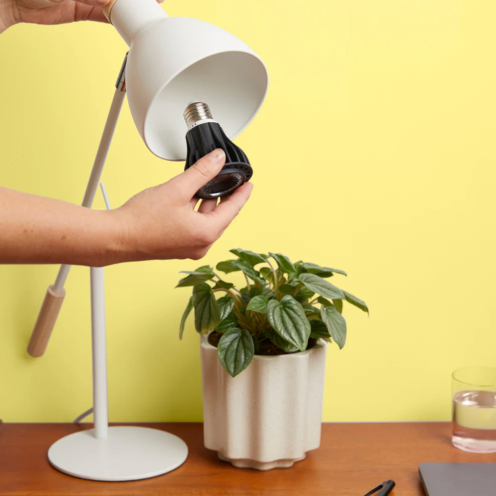 Instant Sun Grow Light Bulb