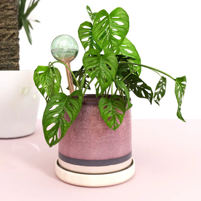 Self Watering Plant Globes - 2 pack