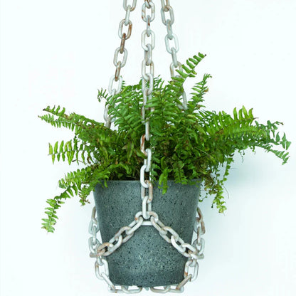 Plant Hangers by Woljam Studios