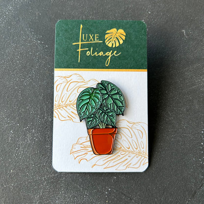 Planti Pin - Alocasias (Assorted)