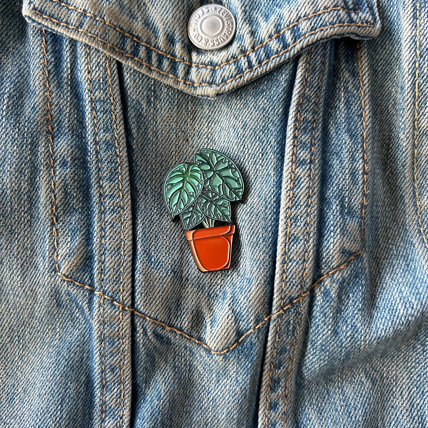 Planti Pin - Alocasias (Assorted)