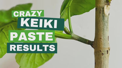 Crazy Keiki Cloning Paste by Southside