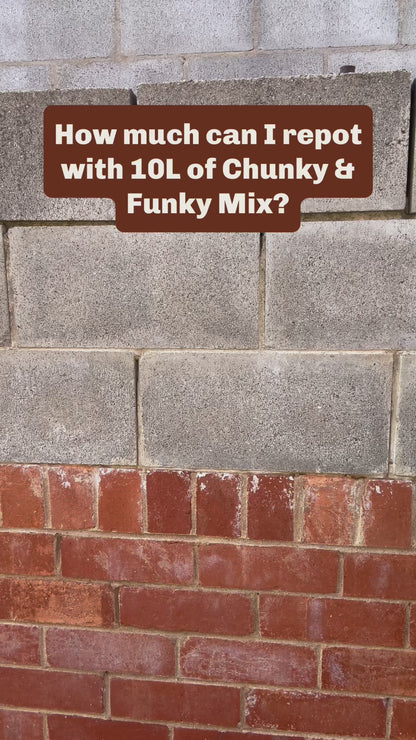 Chunky & Funky Indoor Plant Mix