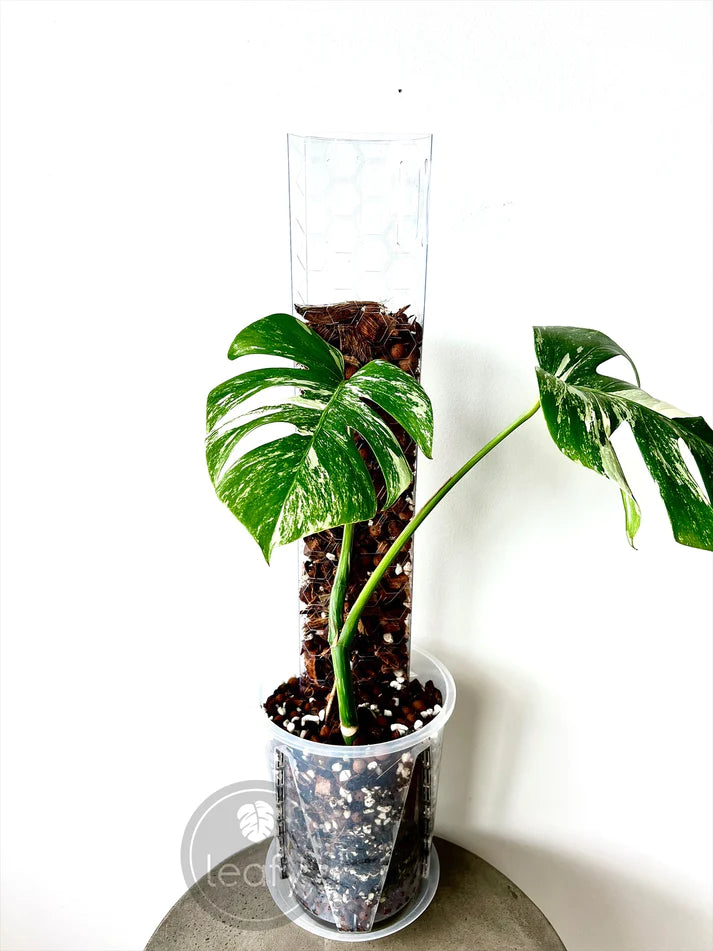 sydney plant guy moss pole Leafy Moss Pole Large