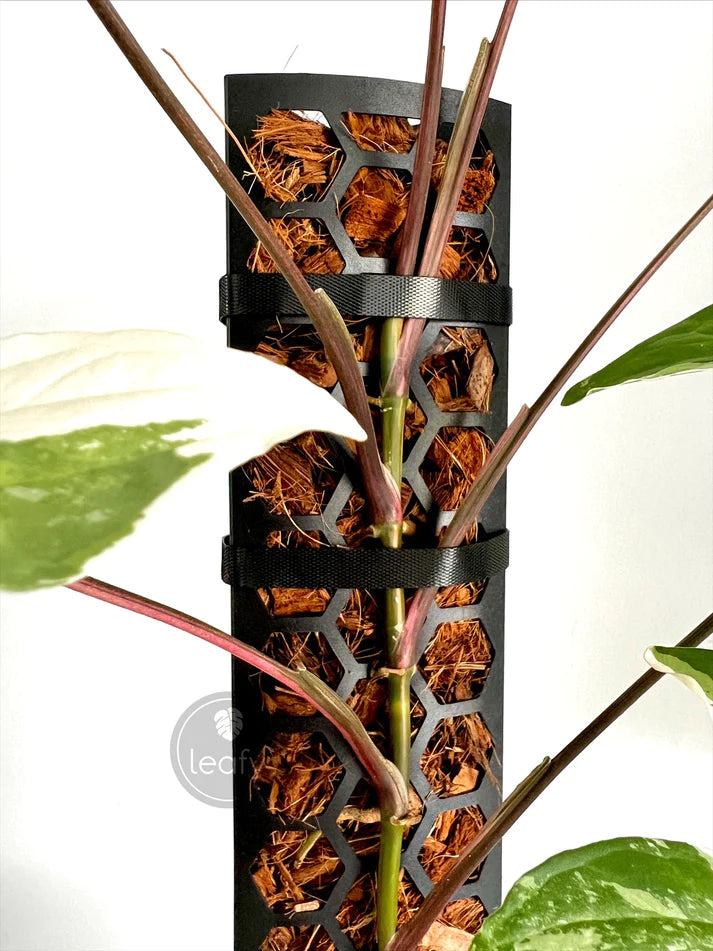 Leafy Plant Tie