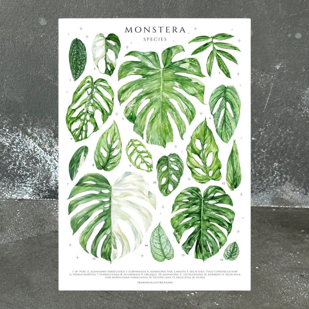 Monstera Species Print (A4 & A5)