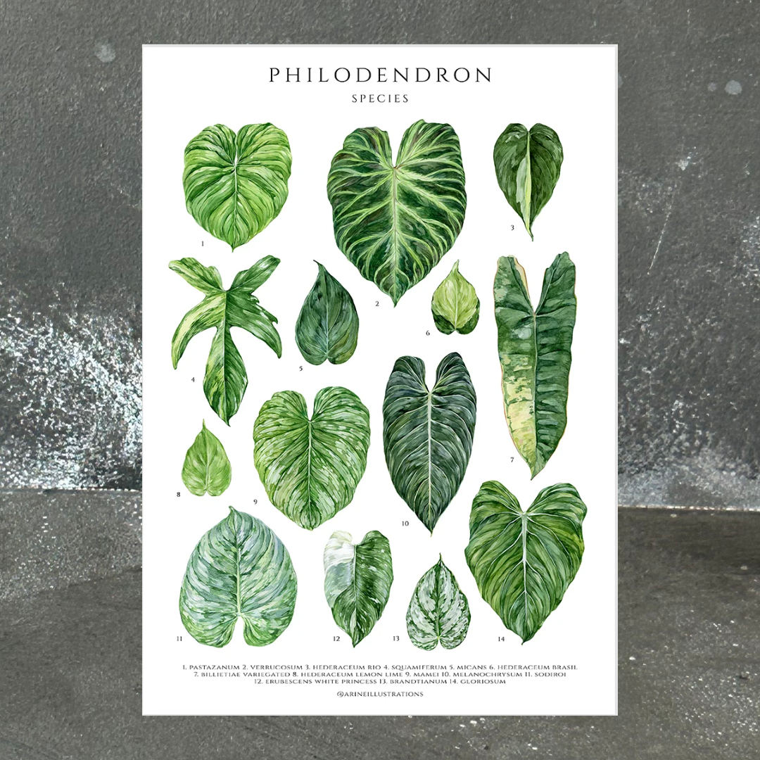 Philodendron Species Print (A4 & A5)
