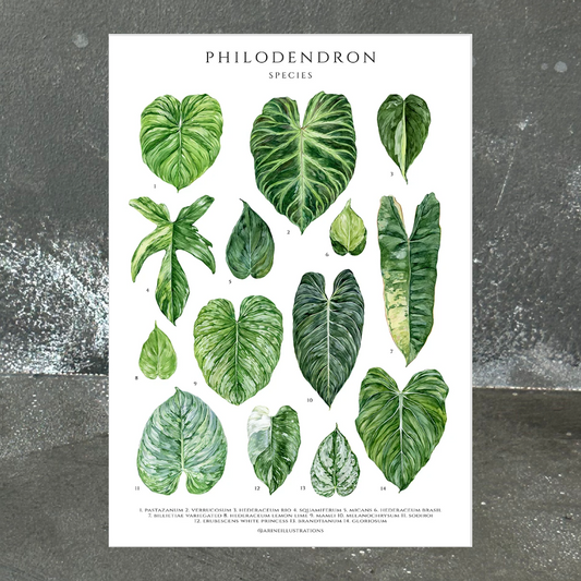 Philodendron Species Print (A4 & A5)