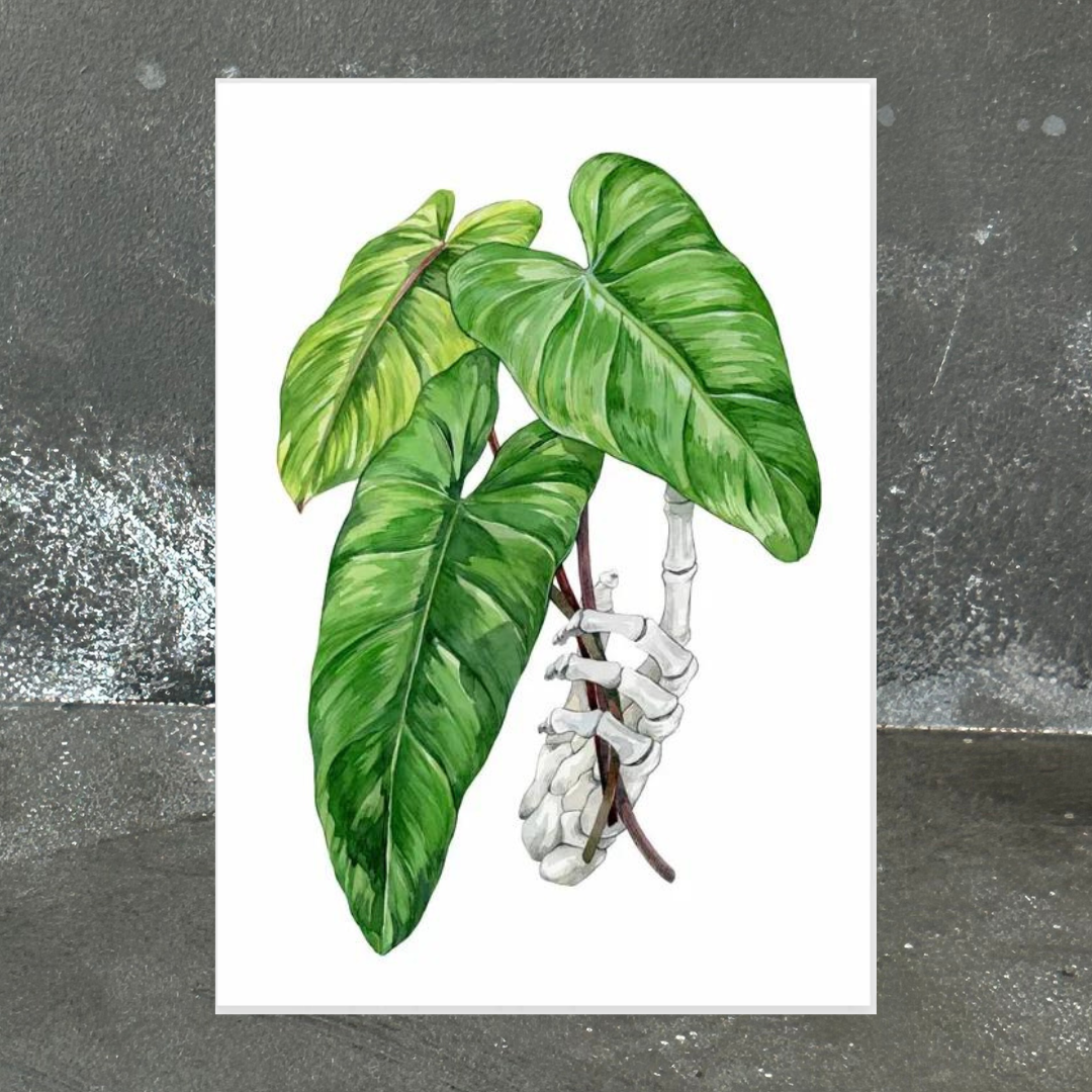 philodendron erubescens australia Philodendron Erubescens Cutting A4 Print