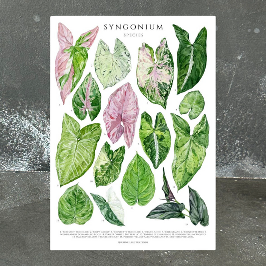 Syngonium Species Print (A4 & A5)