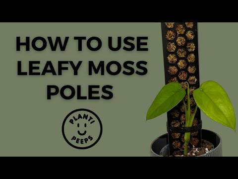 moss pole sydney plant guy Leafy Moss Pole Mini