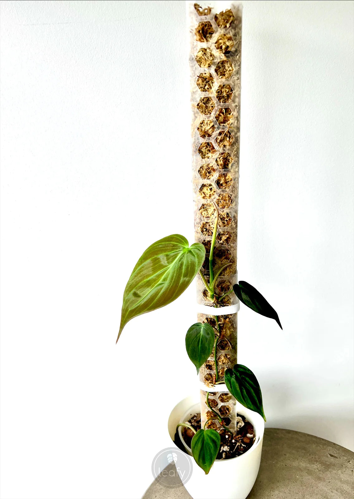 mini moss pole Leafy Moss Pole Mini