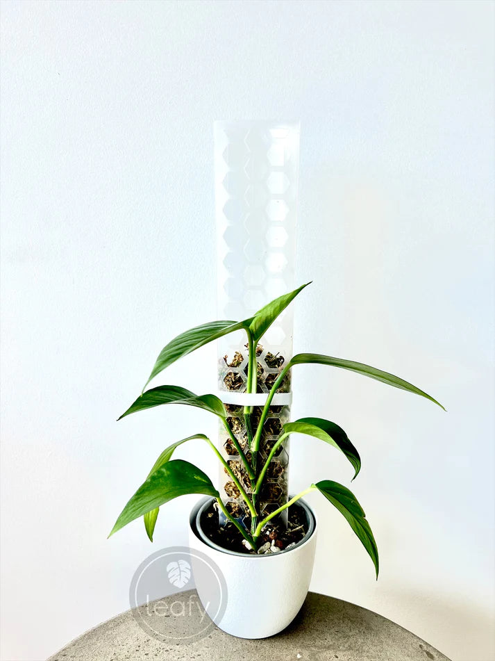 moss pole small Leafy Moss Pole Small| Indoor Plant Moss Pole Support Australia – Planti Peeps